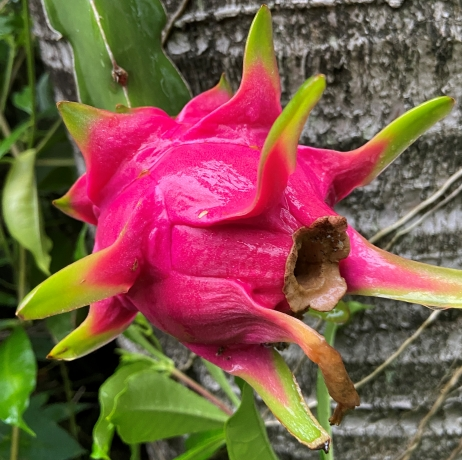 Dragon Fruit ‘Lemonade’