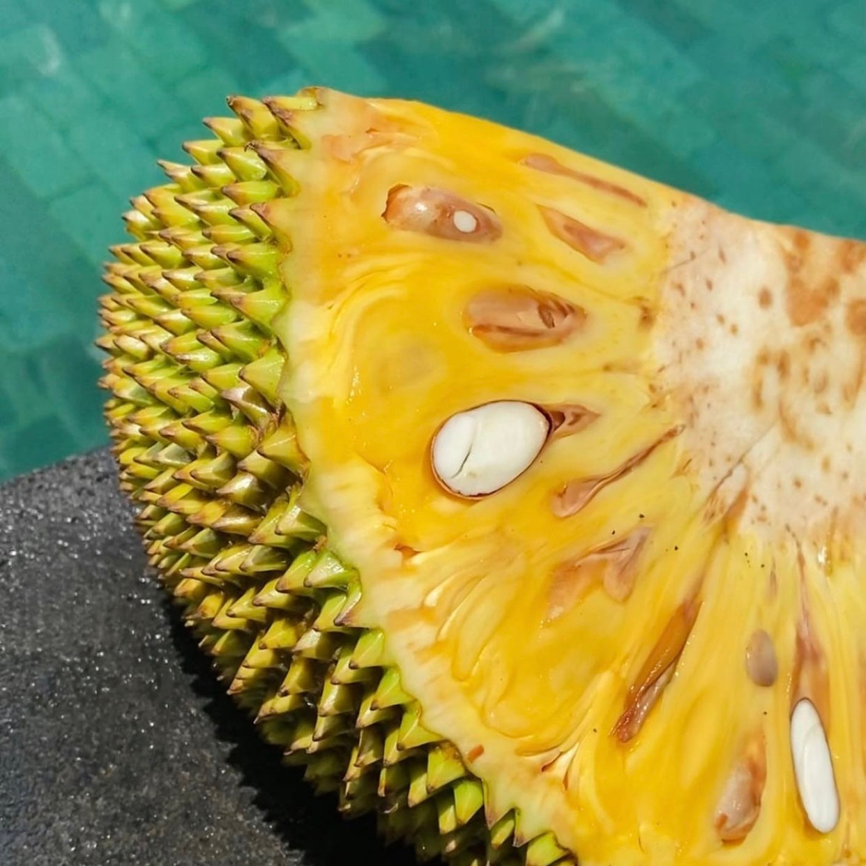 Jackfruit - Artocarpus heterophyllus