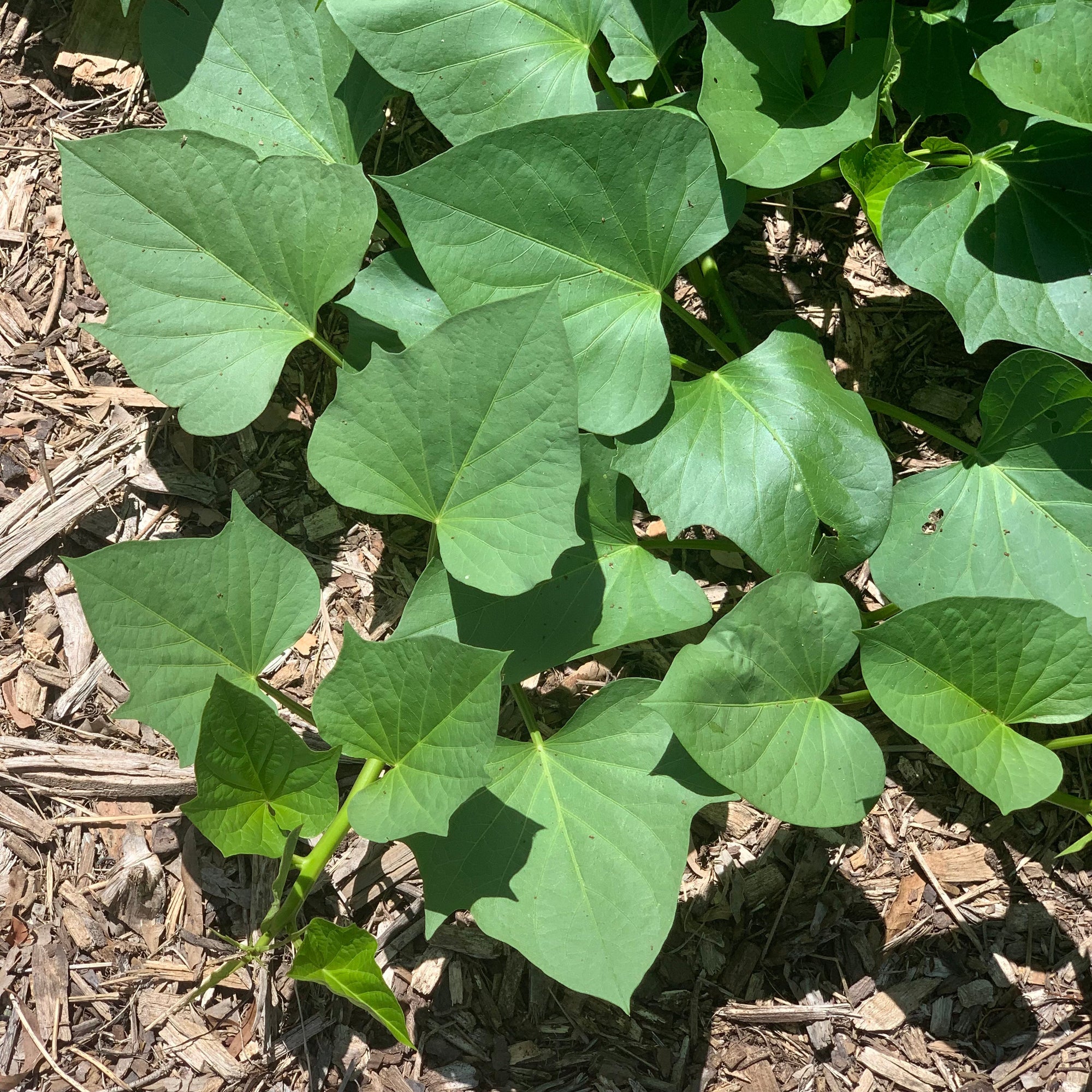 Sweet Potato ‘White on White’