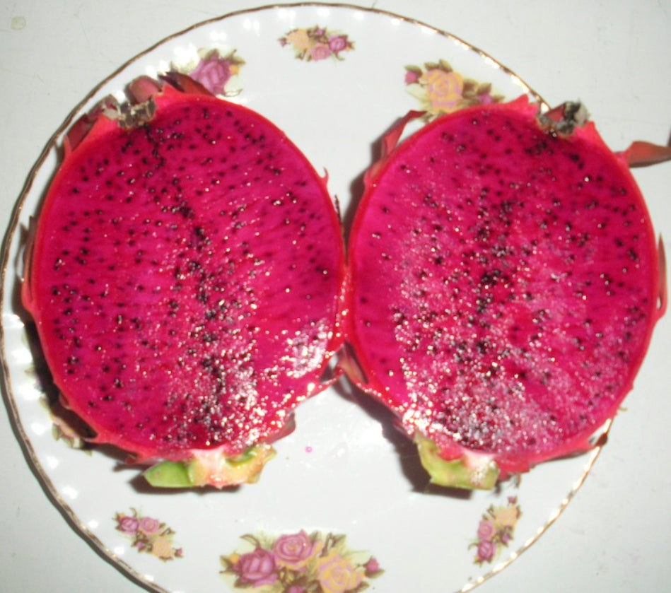 Dragon Fruit ‘Trish Red’