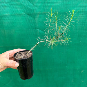 Honey Myrtle - Melaleuca Armillaris