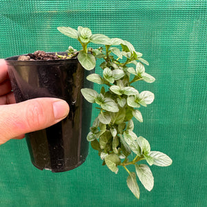 Peppermint - Mentha piperita