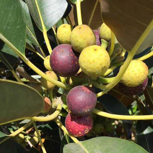 Moreton Bay Fig - Ficus macrophylla