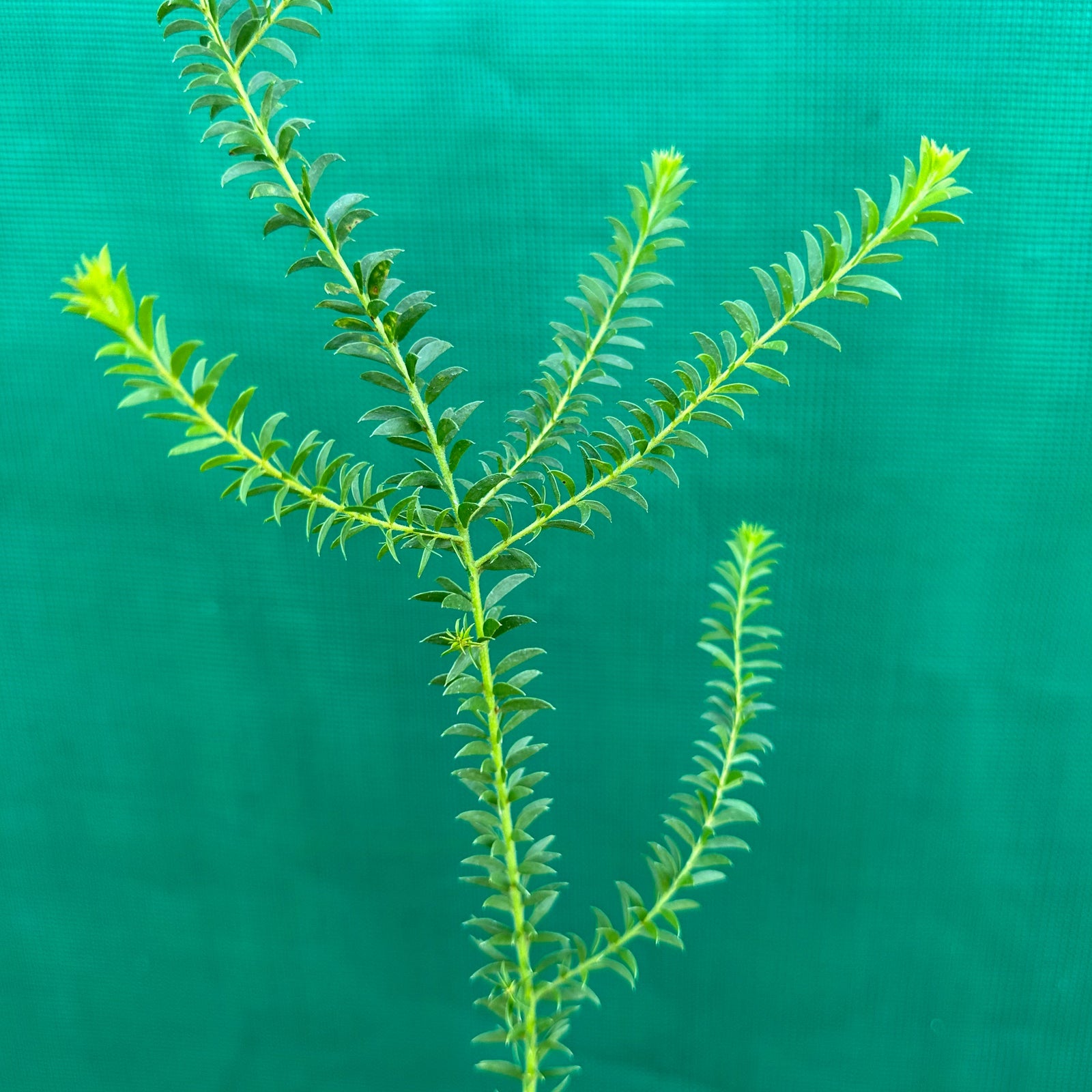 Brown Wattle - Acacia brunioides