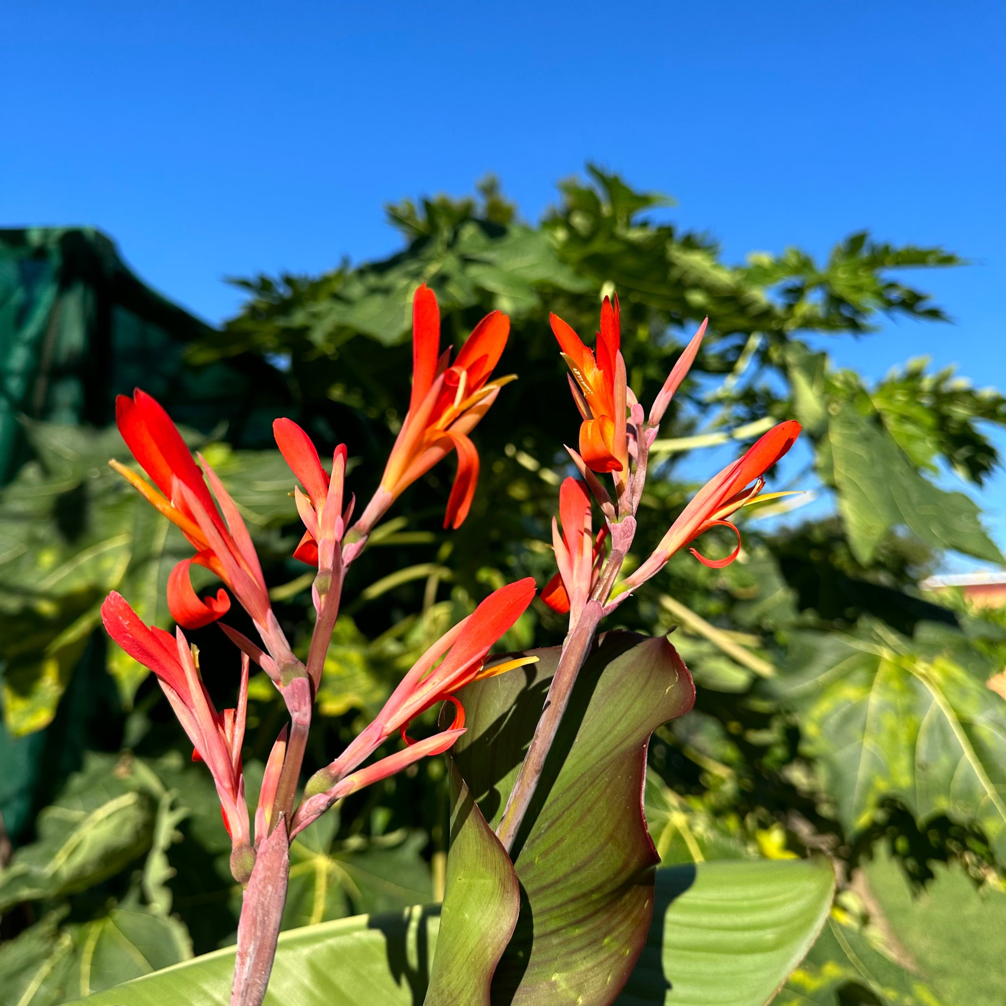 Arrowroot Rosho Canna edulis / QLD Arrowroot ‘Rojo’ - Edible Jungle Nursery