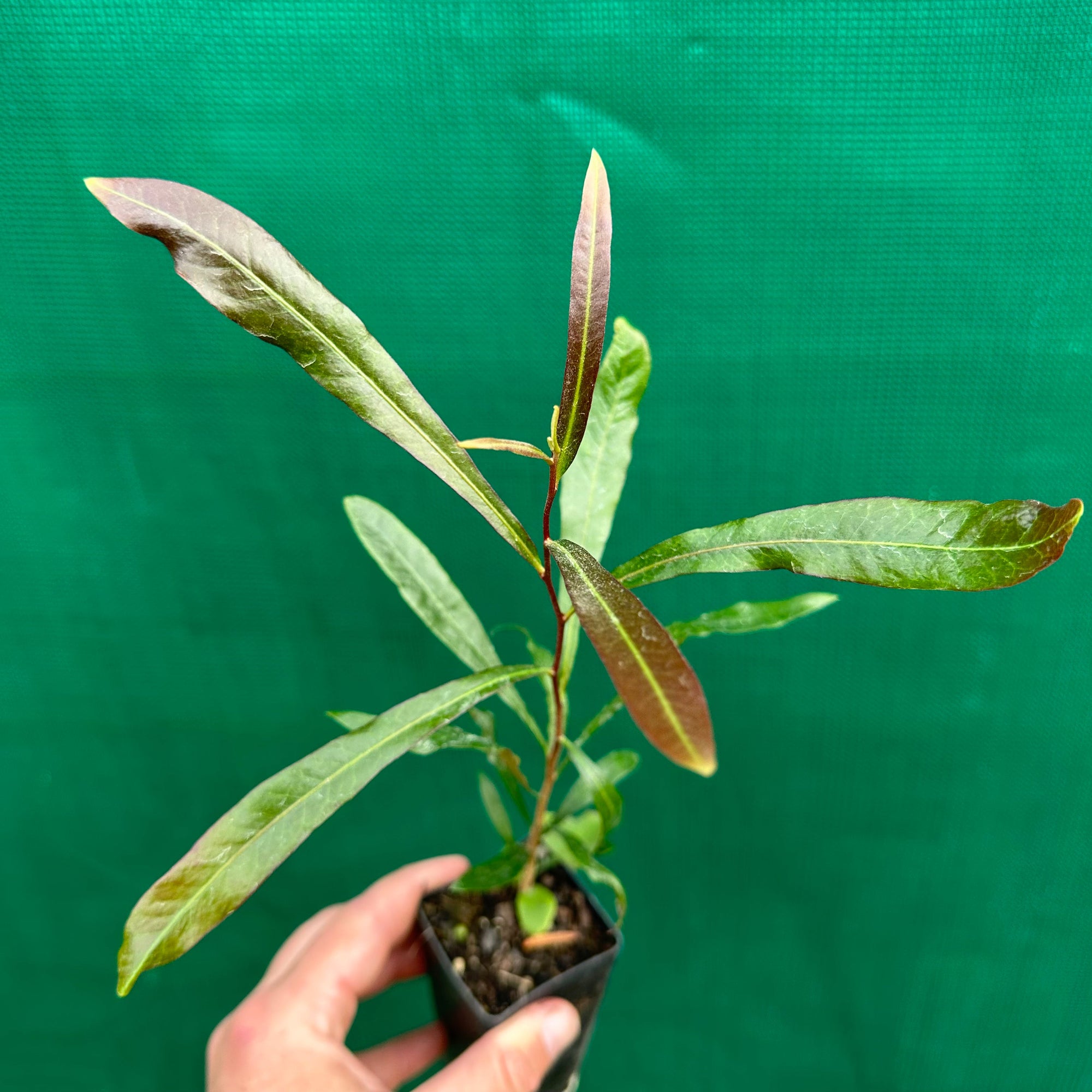 Ivory Curl Tree - Buckinghamia celsissima