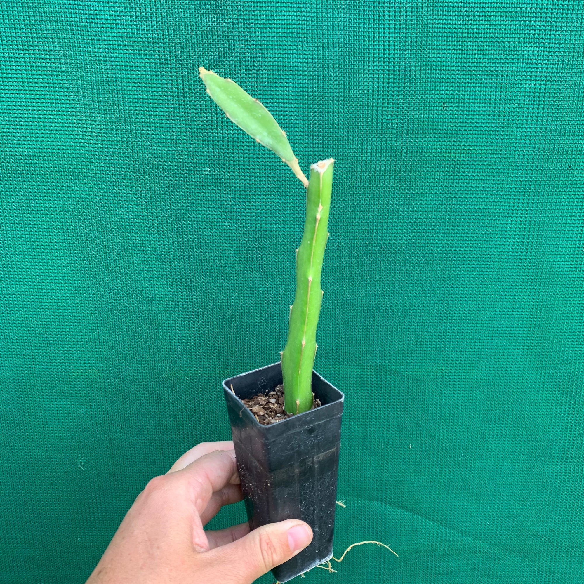 Dragon Fruit ‘Spikey Yellow’