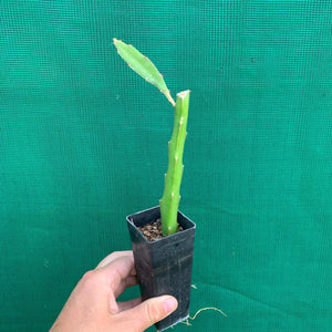 Dragon Fruit ‘Spikey Yellow’