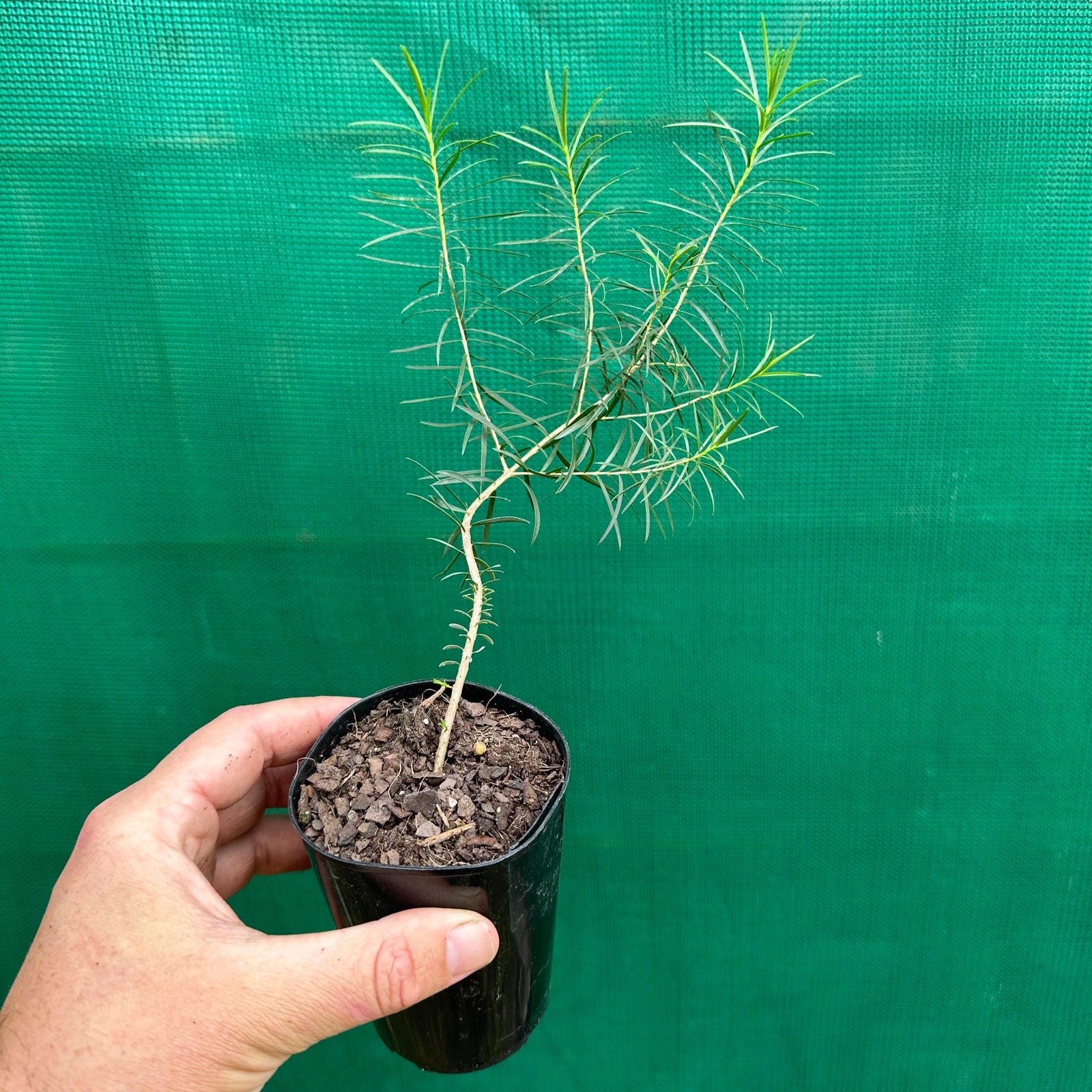 Honey Myrtle - Melaleuca Armillaris