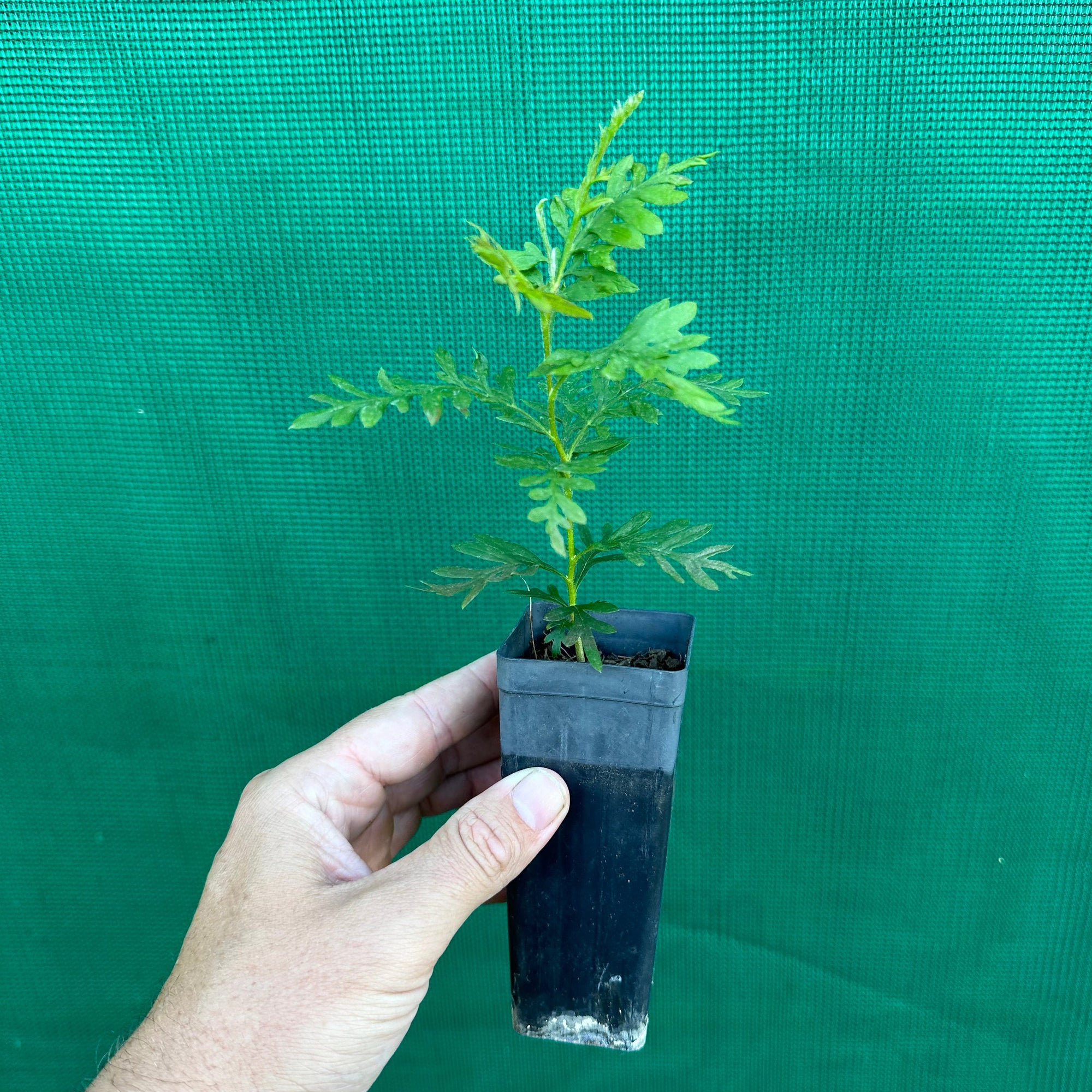 Silky Oak - Grevillia robusta