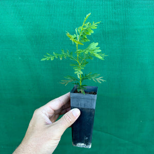 Silky Oak - Grevillia robusta
