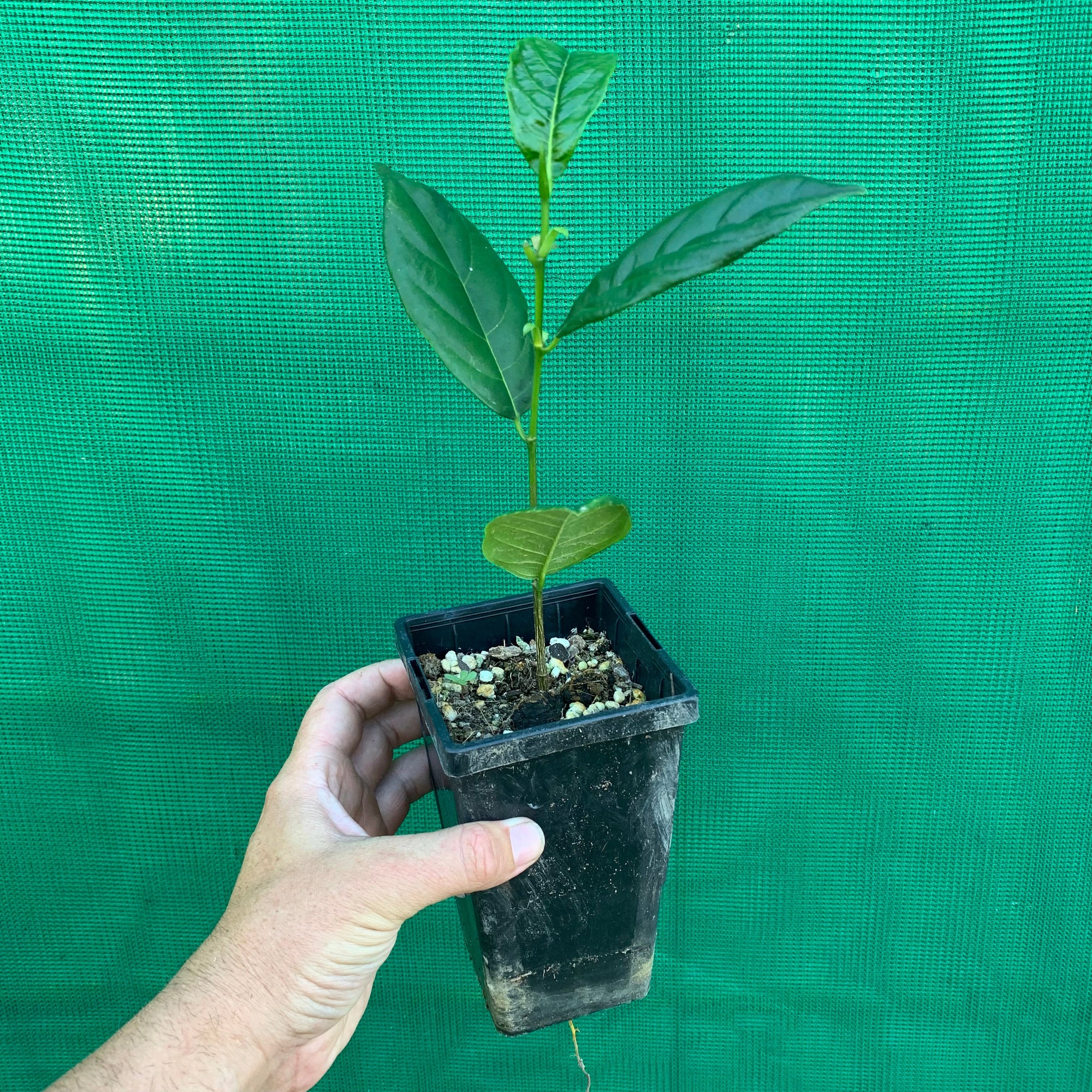 Jackfruit - Artocarpus heterophyllus