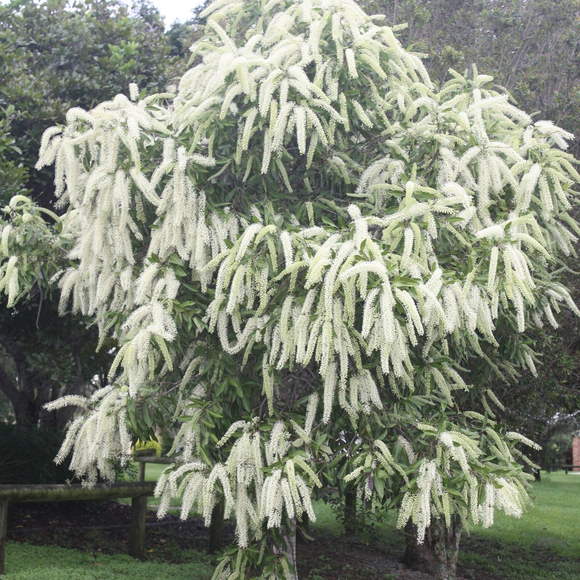 Ivory Curl Tree - Buckinghamia celsissima