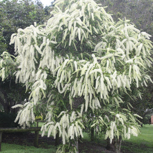 Ivory Curl Tree - Buckinghamia celsissima