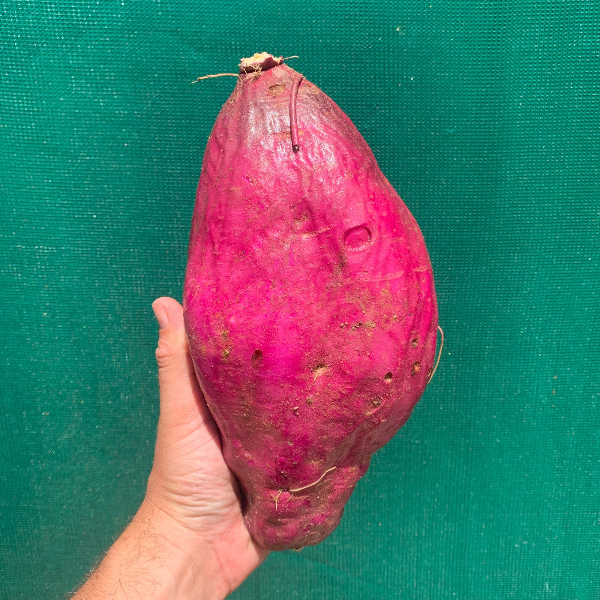 Sweet Potato ‘Northern Star’