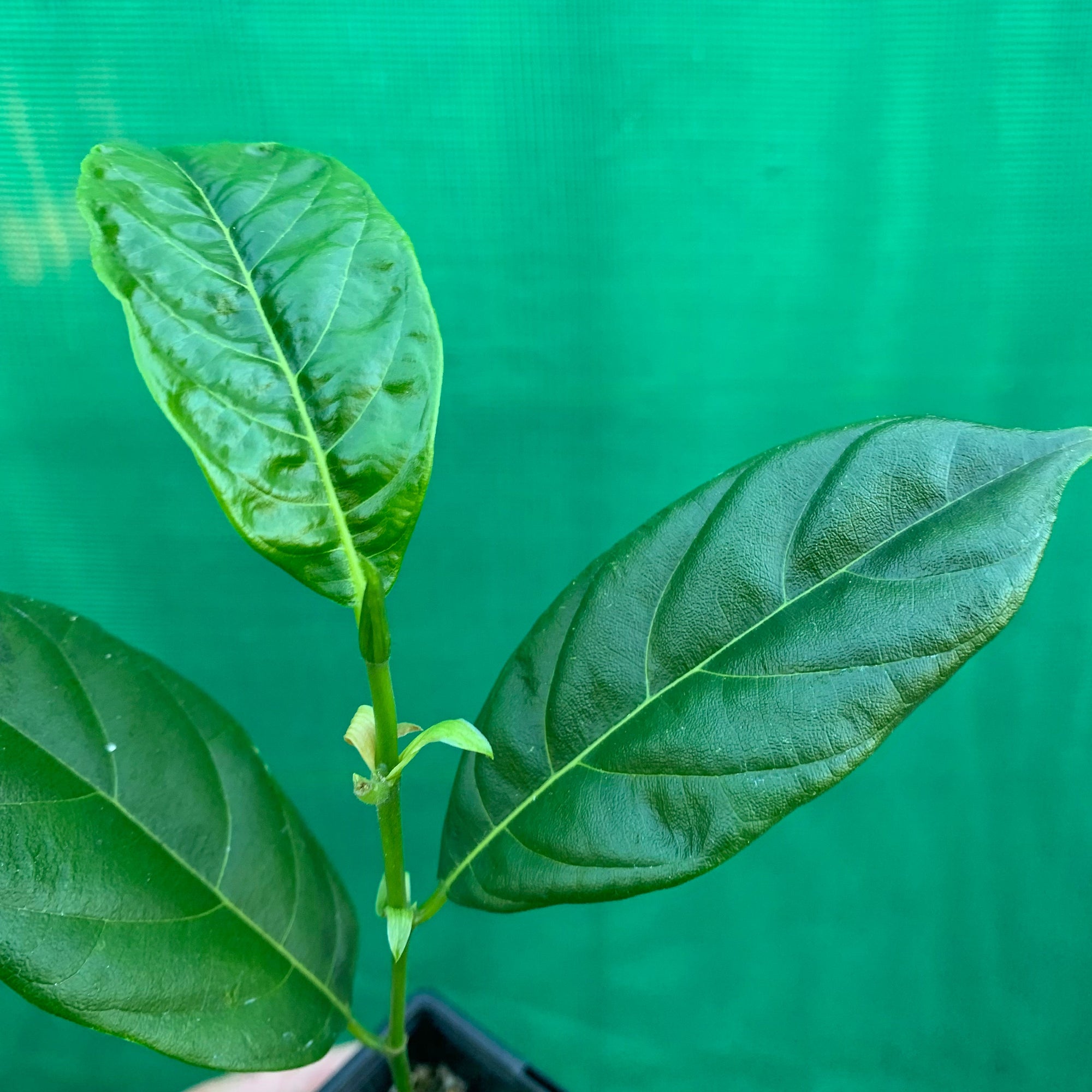Jackfruit - Artocarpus heterophyllus