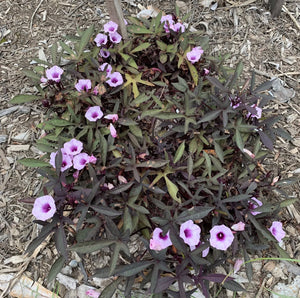 Sweet Potato ‘Purple Raven’