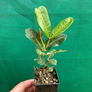 Tuckeroo Tree - Cupaniopsis anacardioides