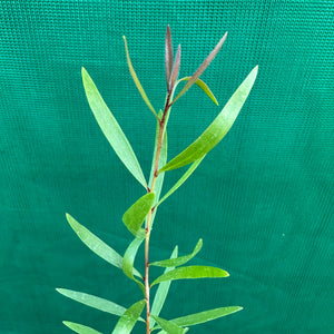 Weeping Paperbark - Melaleuca leucadendra