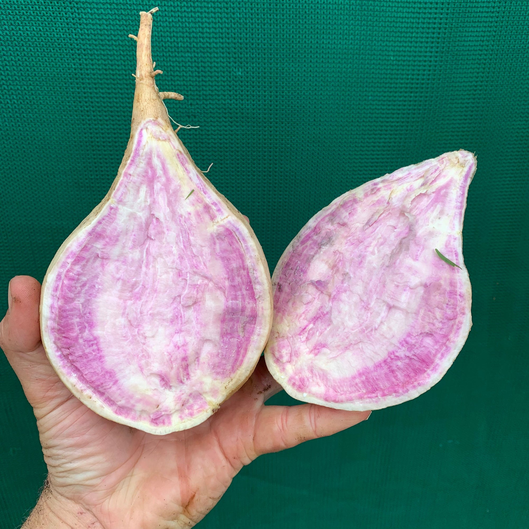 Sweet Potato ‘Hawaiian Purple’