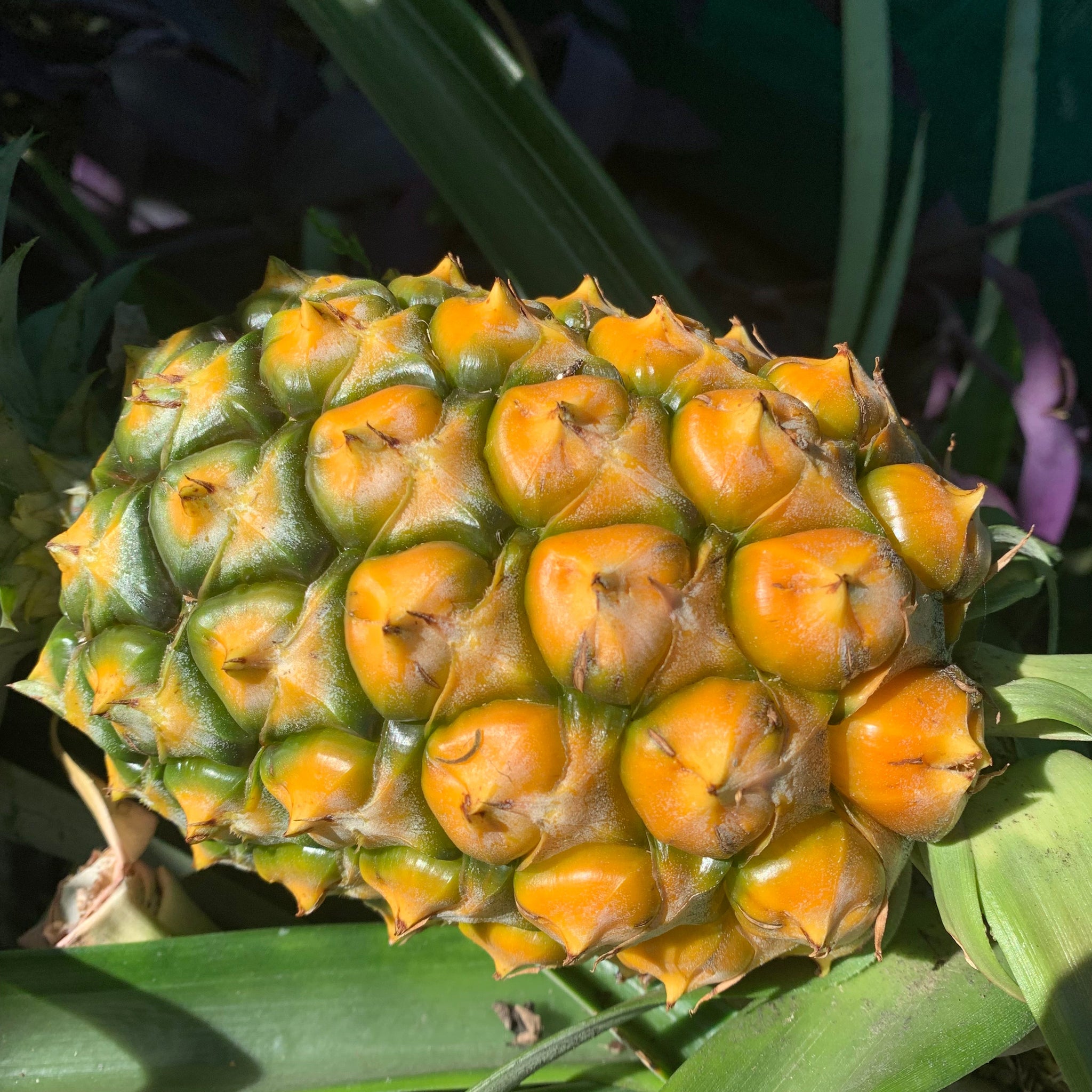 buy pineapple plant australia Pineapple 'Pure Gold' 73-50