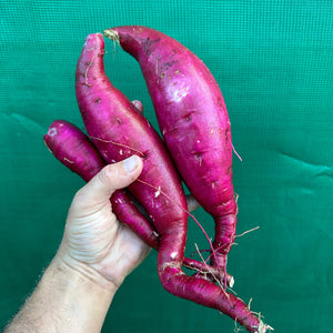 Sweet Potato ‘Purple Raven’