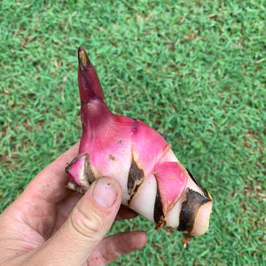 Canna edulis / QLD Arrowroot ‘Rojo’