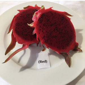 Dragon Fruit ‘Colombian Red’