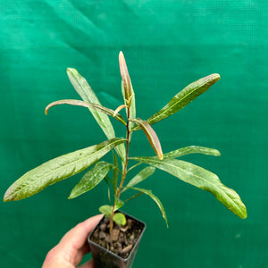 Ivory Curl Tree - Buckinghamia celsissima