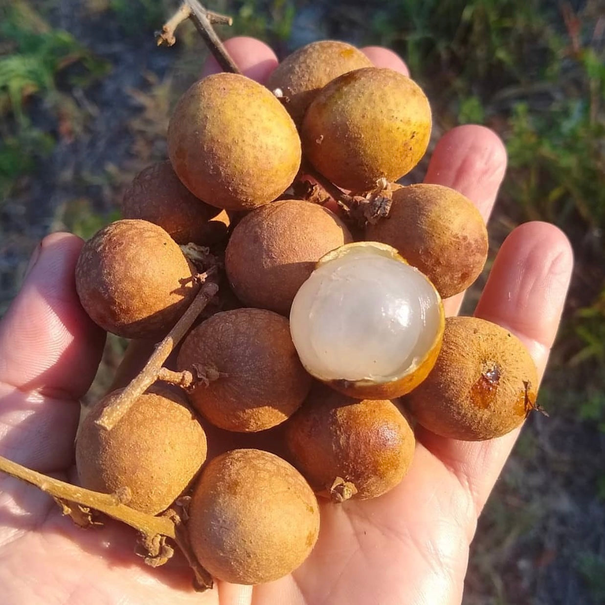 Longan - Dimocarpus longan