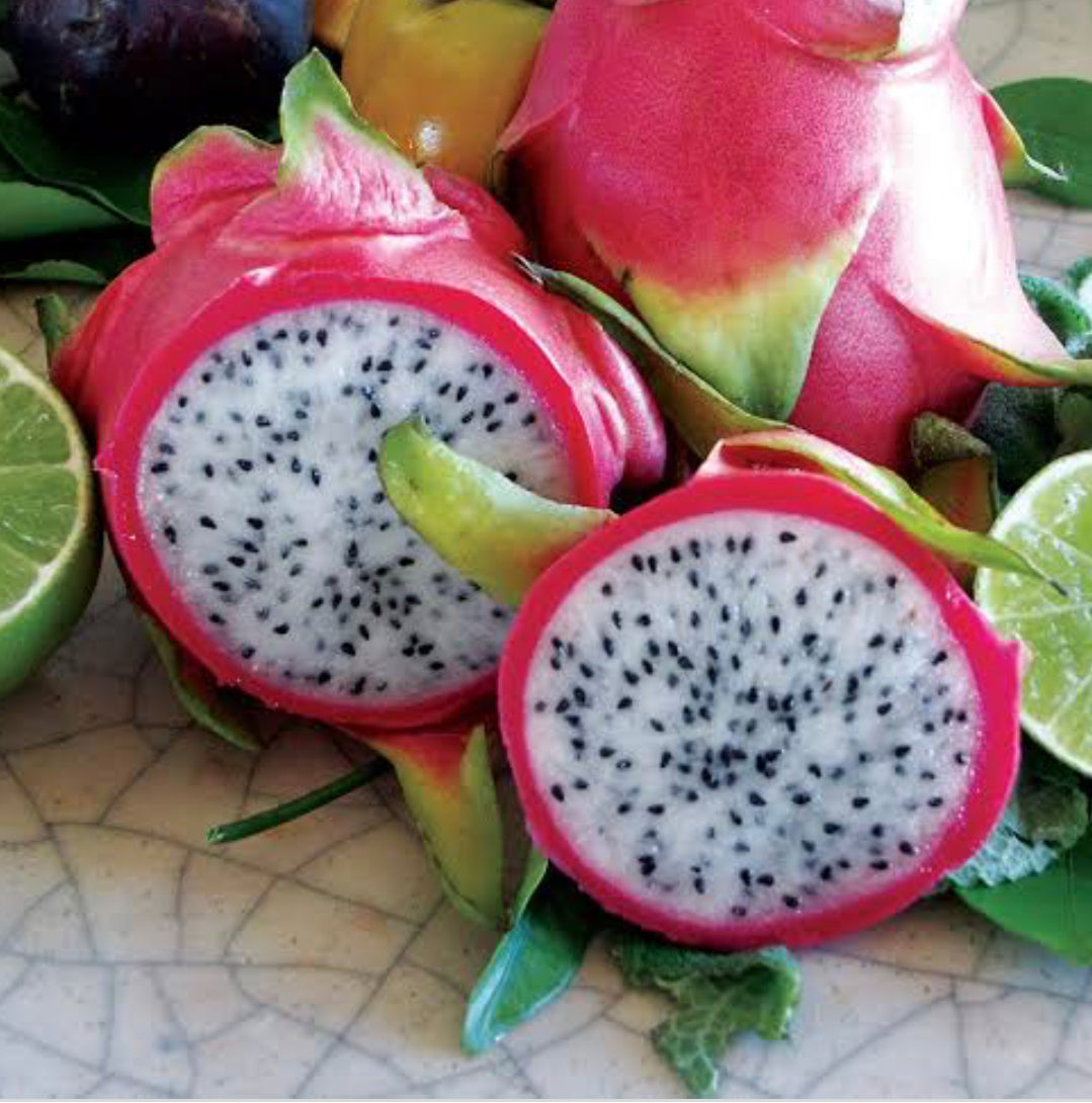 Dragon Fruit Edible Jungle Nursery