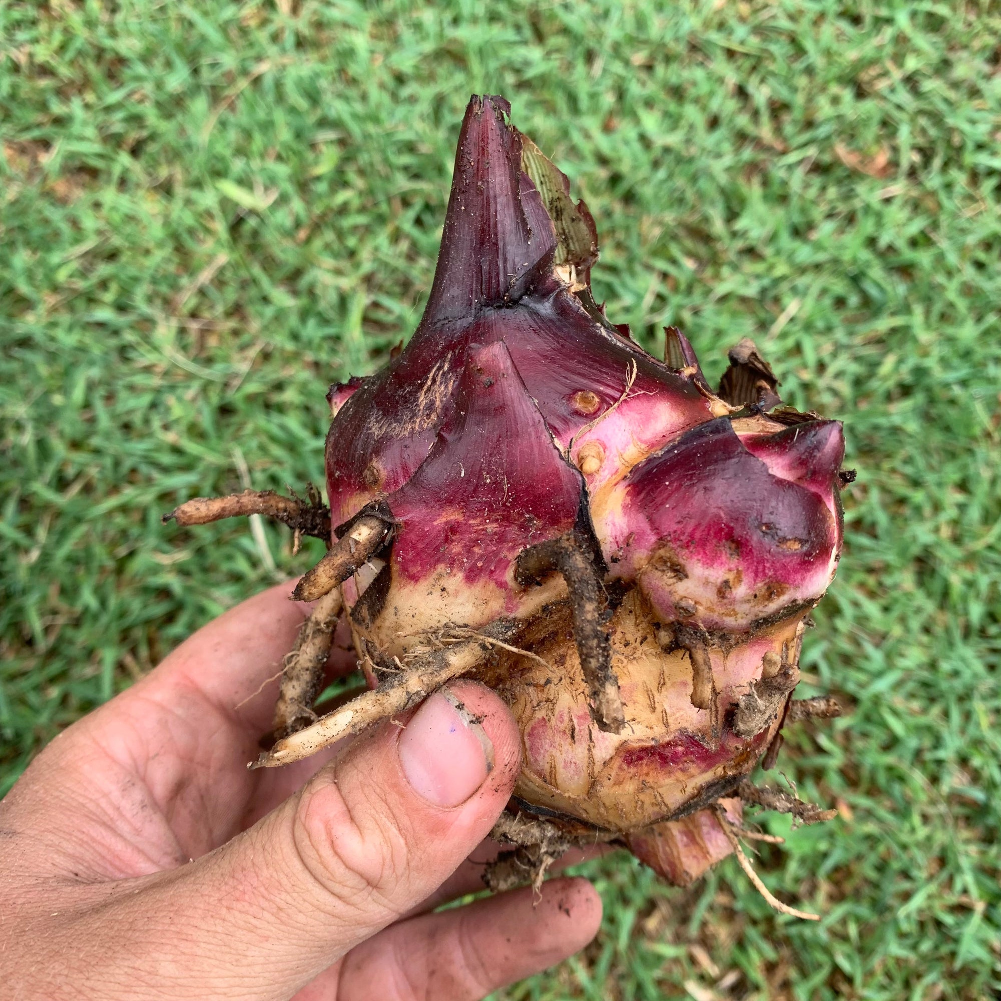 Canna edulis / QLD Arrowroot ‘Rojo’