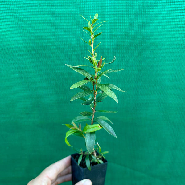 Willow Bottlebrush Callestimon salignus Edible Jungle Nursery