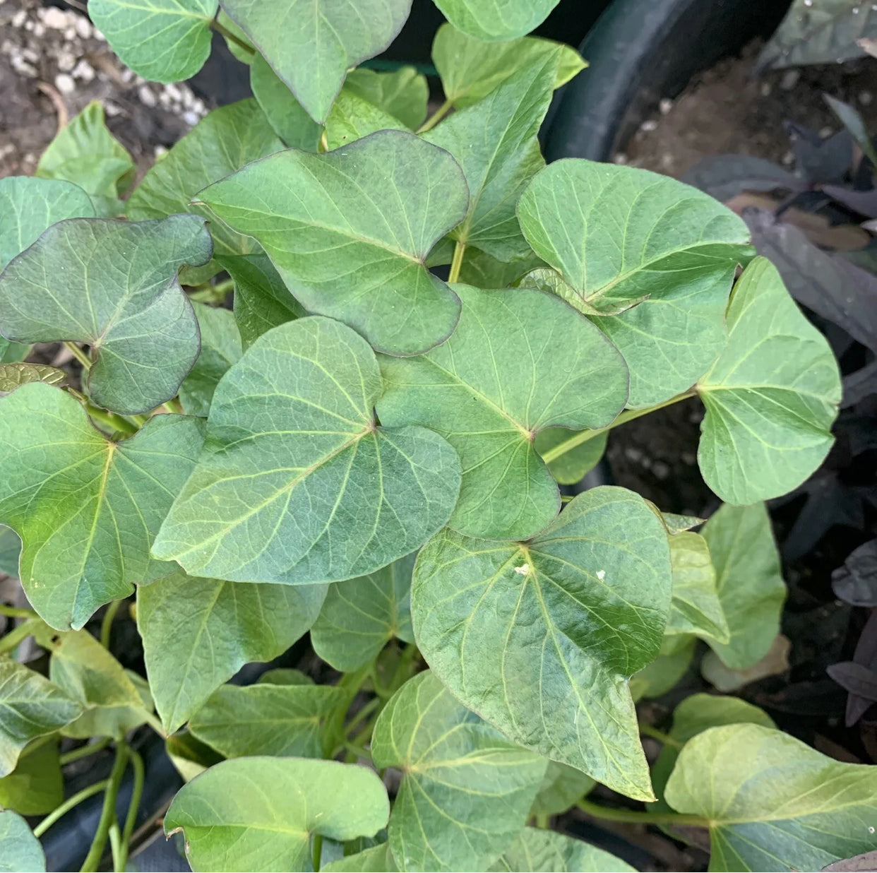 Sweet Potato ‘Beauregard’