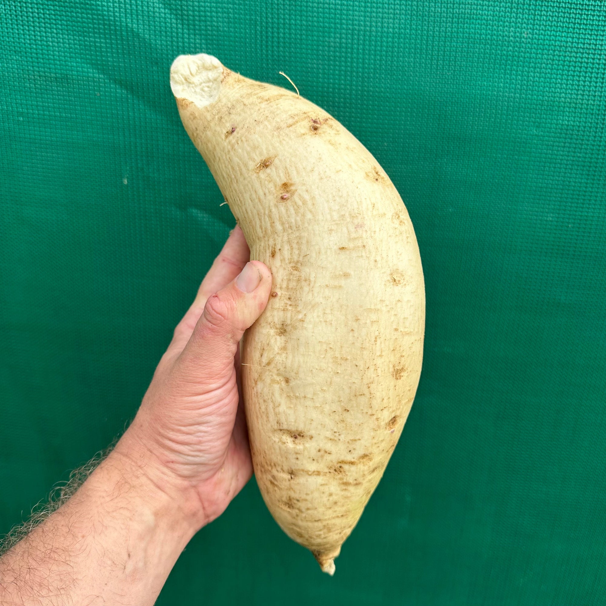 Sweet Potato ‘White on White’