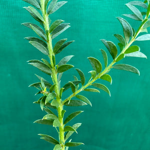 Brown Wattle - Acacia brunioides
