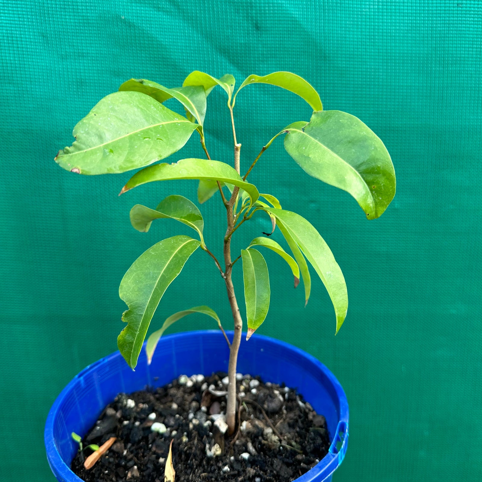 Lychee - Litchi chinesis