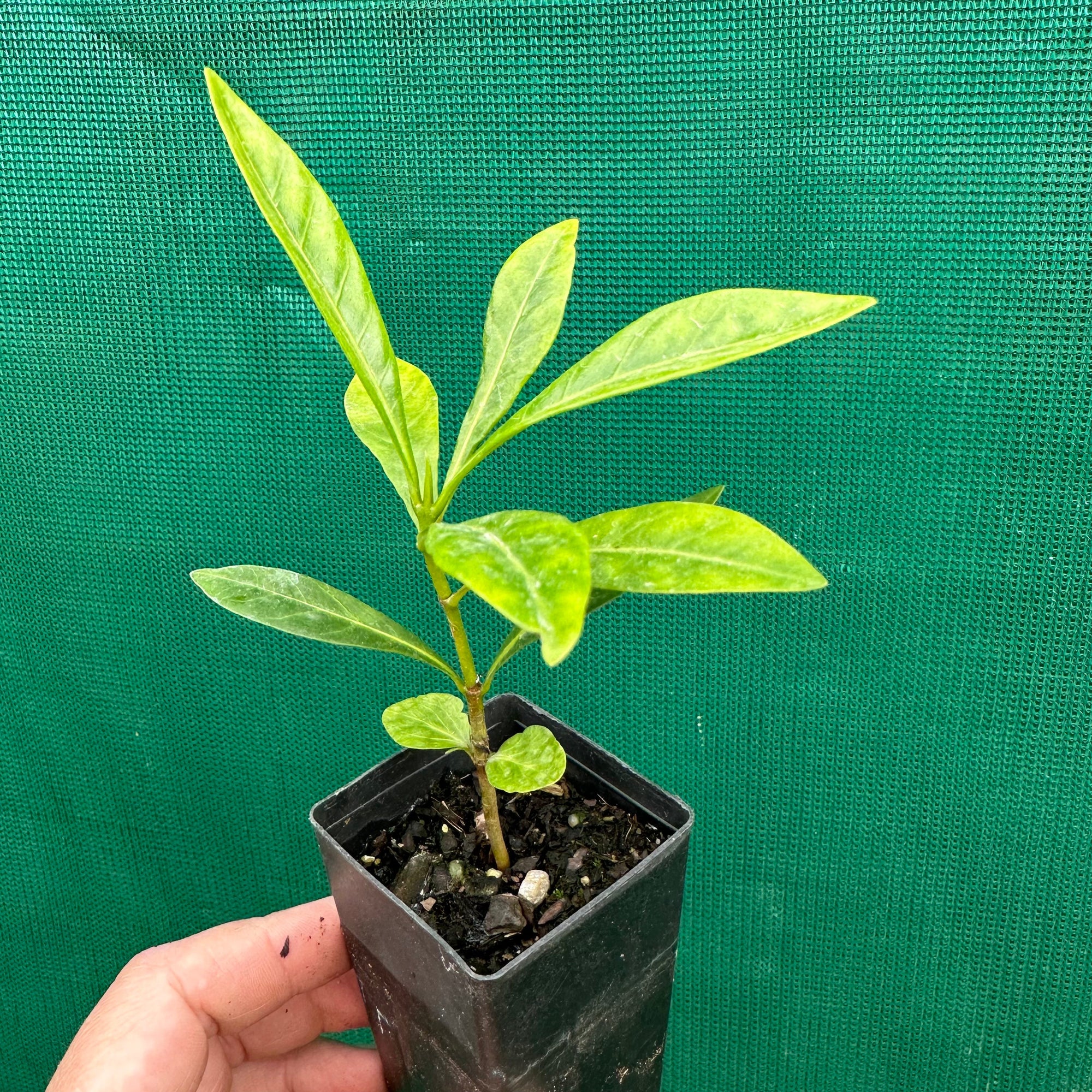 Native Mangosteen - Randia fitzalanii