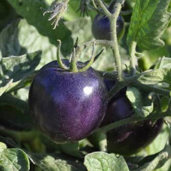 Purple Cherry Tomato