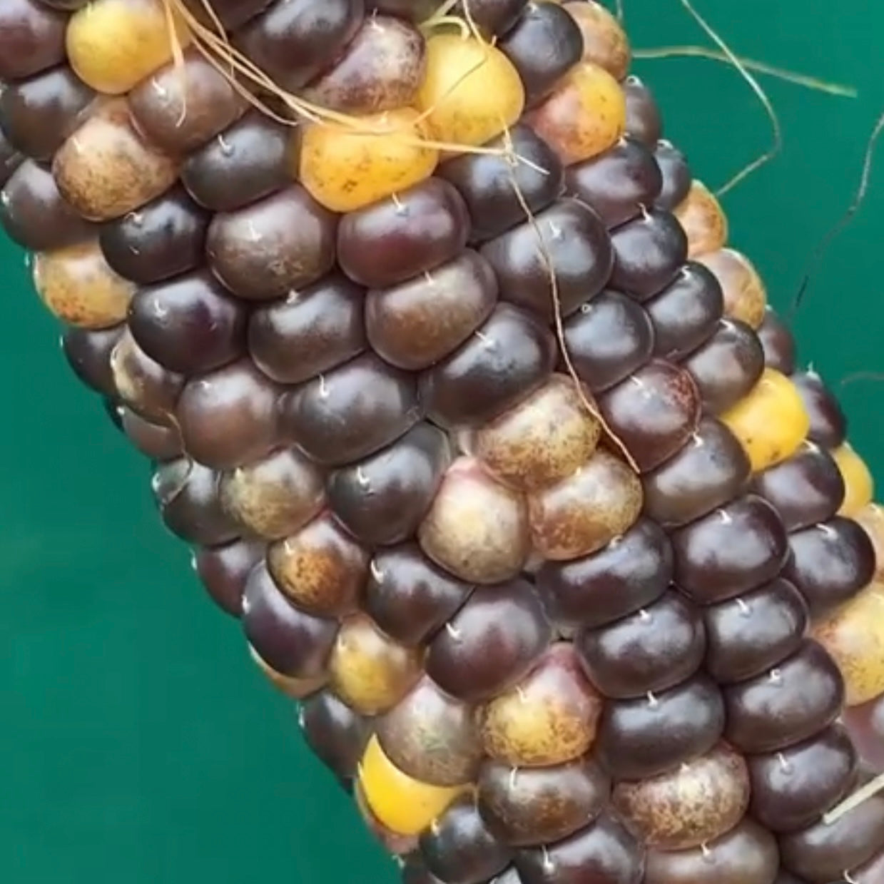 Rainbow Corn