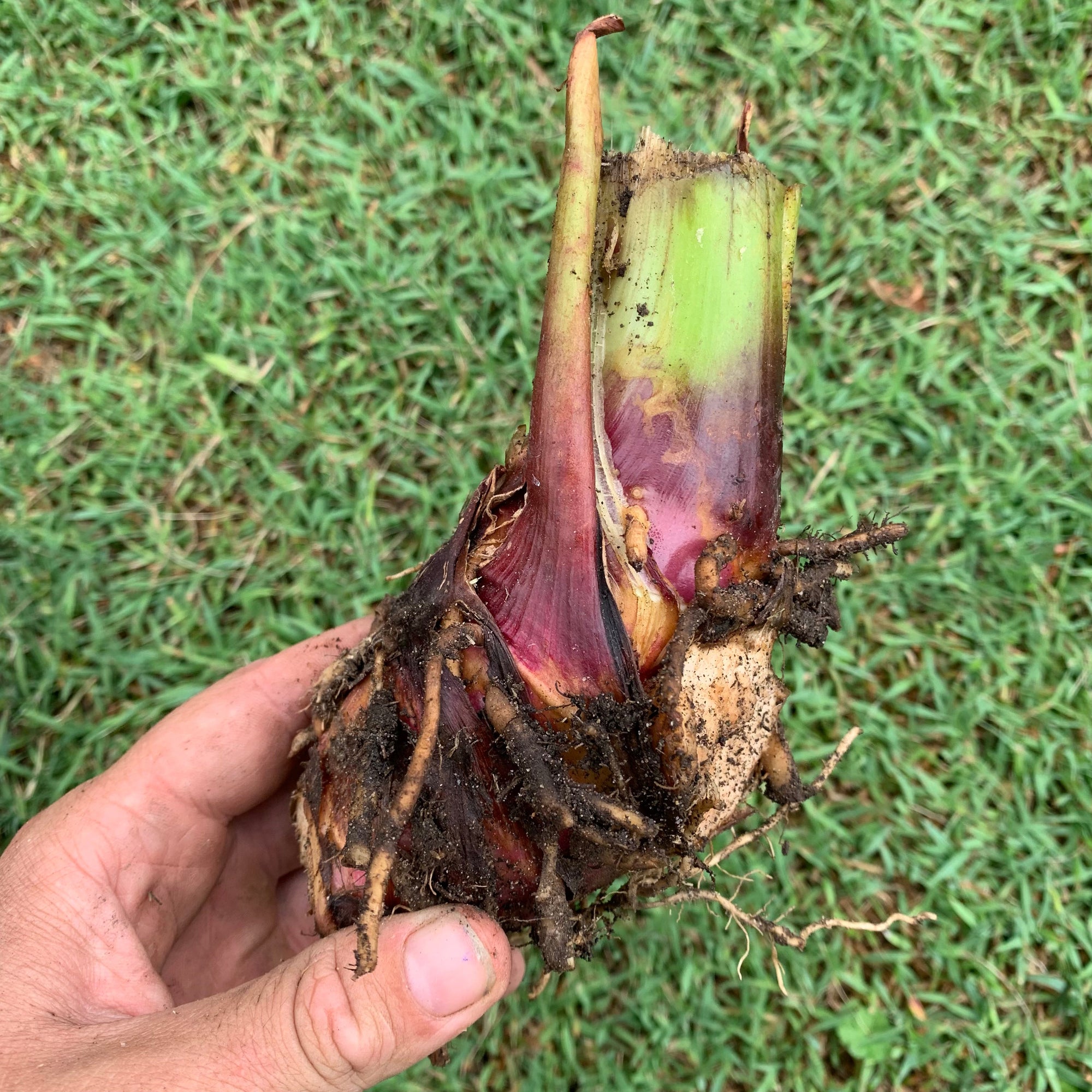 Canna edulis / QLD Arrowroot ‘Rojo’