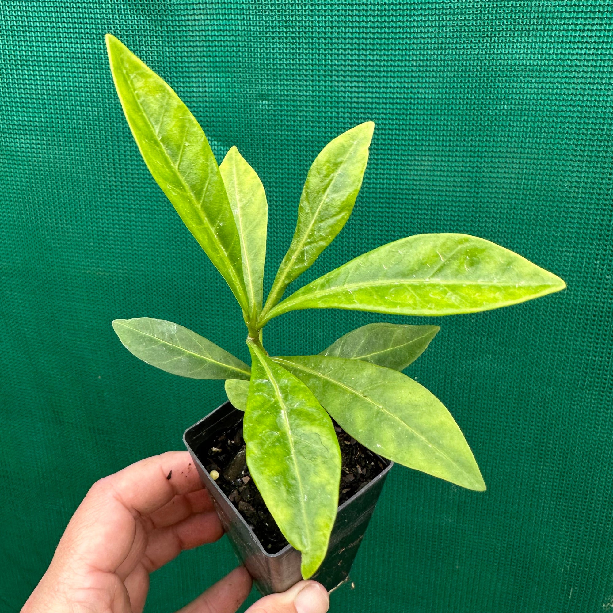 Native Mangosteen - Randia fitzalanii