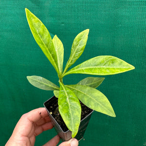 Native Mangosteen - Randia fitzalanii