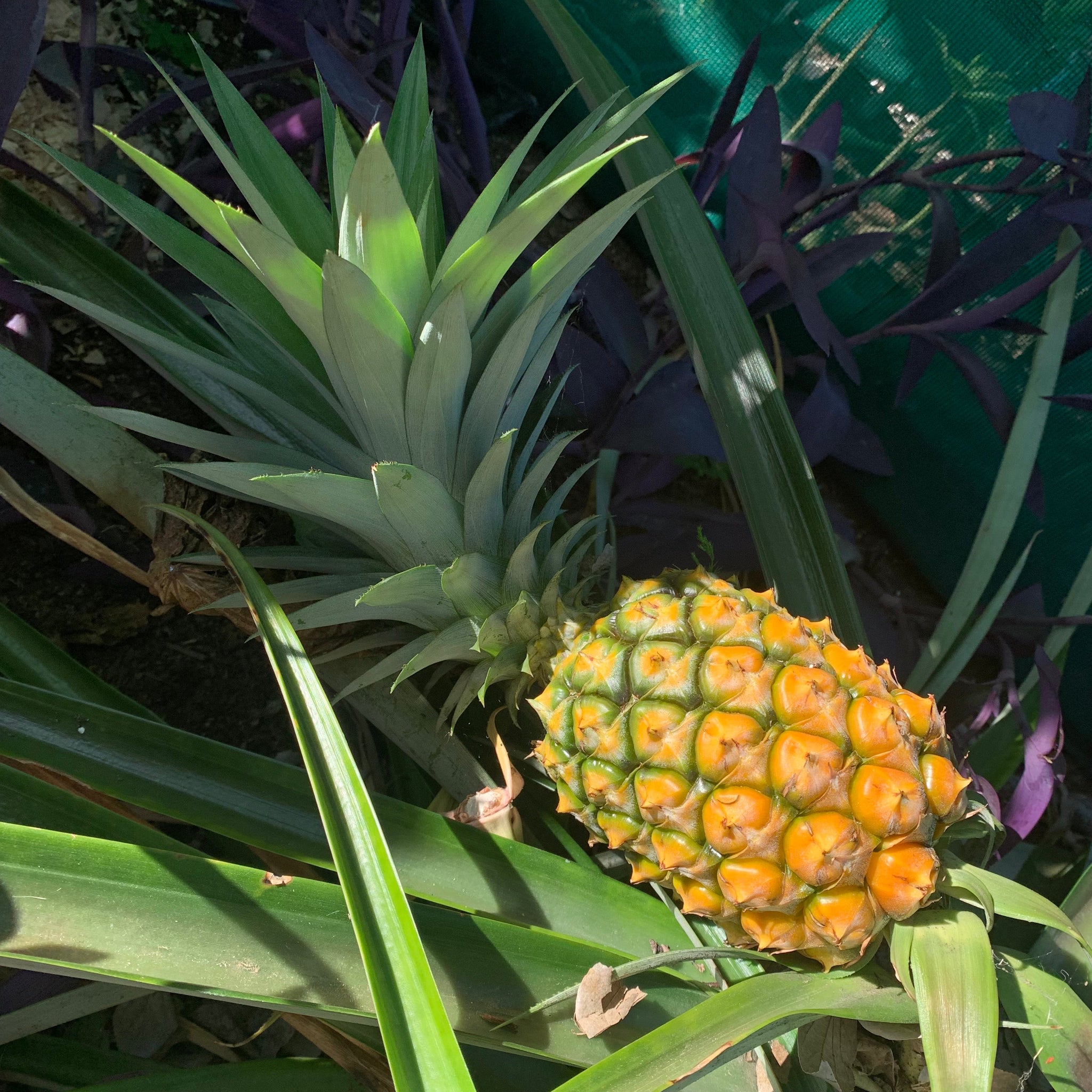 gold pineapple plant Pineapple 'Pure Gold' 73-50