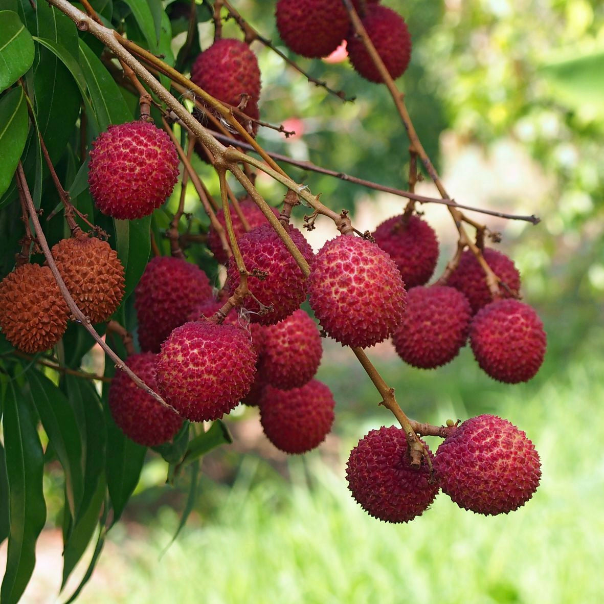 Lychee - Litchi chinesis