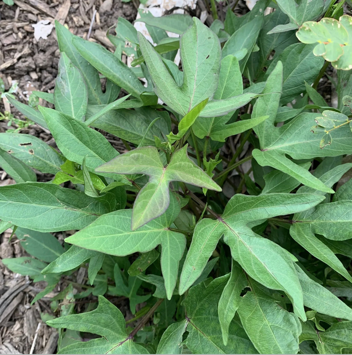 Sweet Potato ‘Kumara’