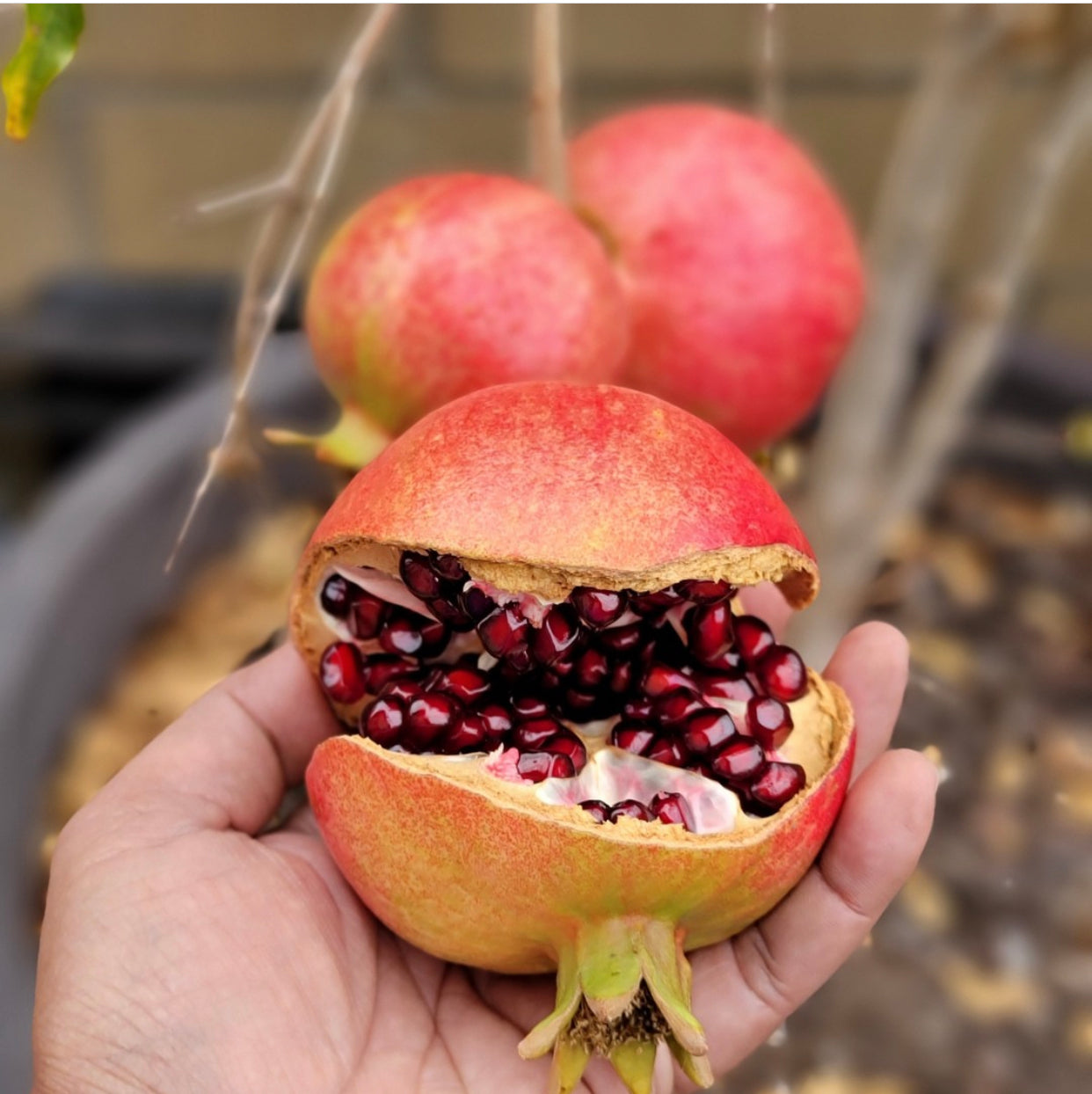 Pomegranate Red - Punica granatum