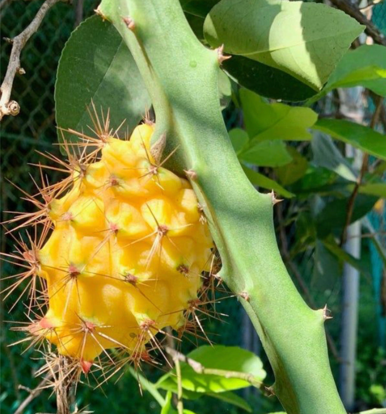 Dragon Fruit ‘Spikey Yellow’