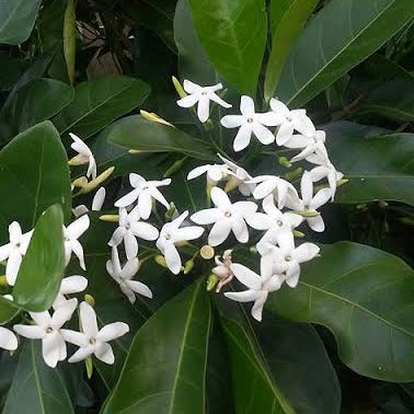 Native Mangosteen - Randia fitzalanii