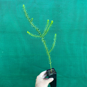 Brown Wattle - Acacia brunioides